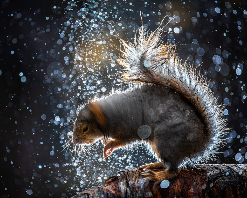 A wet squirrel shakes itself. Drops around. Ari-Matti Nikula.