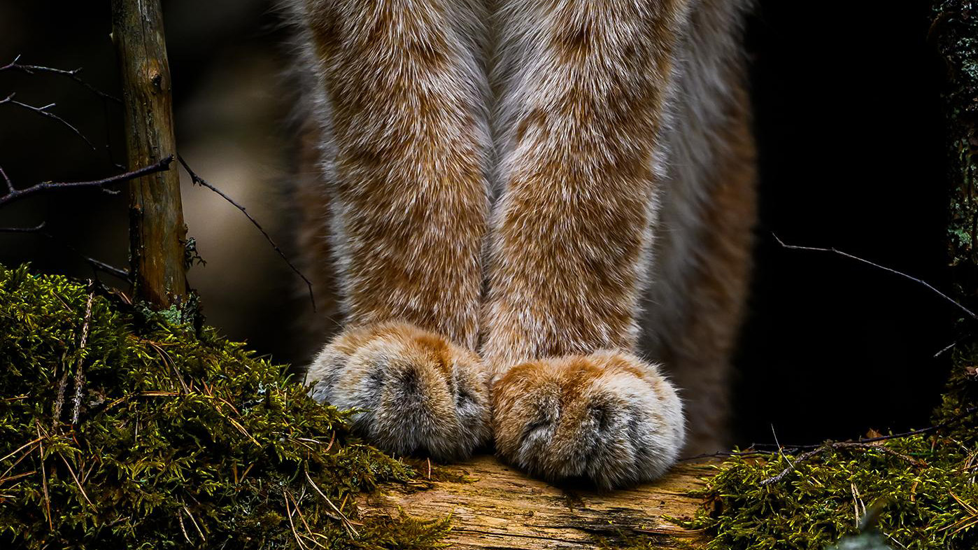 Ilveksen pörröiset tassut keskellä kuvaa metsämaisemassa.