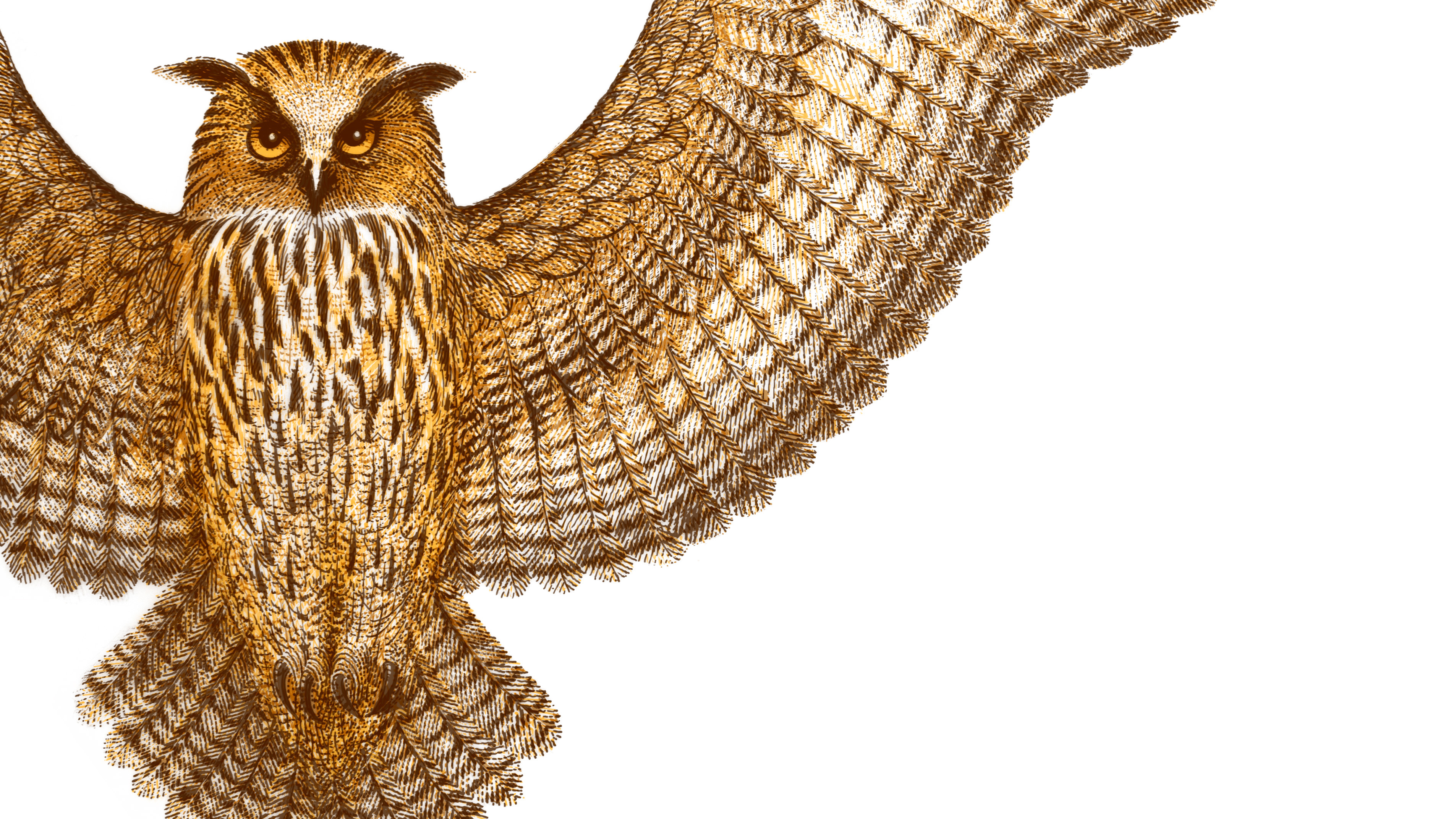 Piirroskuva lentävästä pöllöstä, joka katsoo kohti,