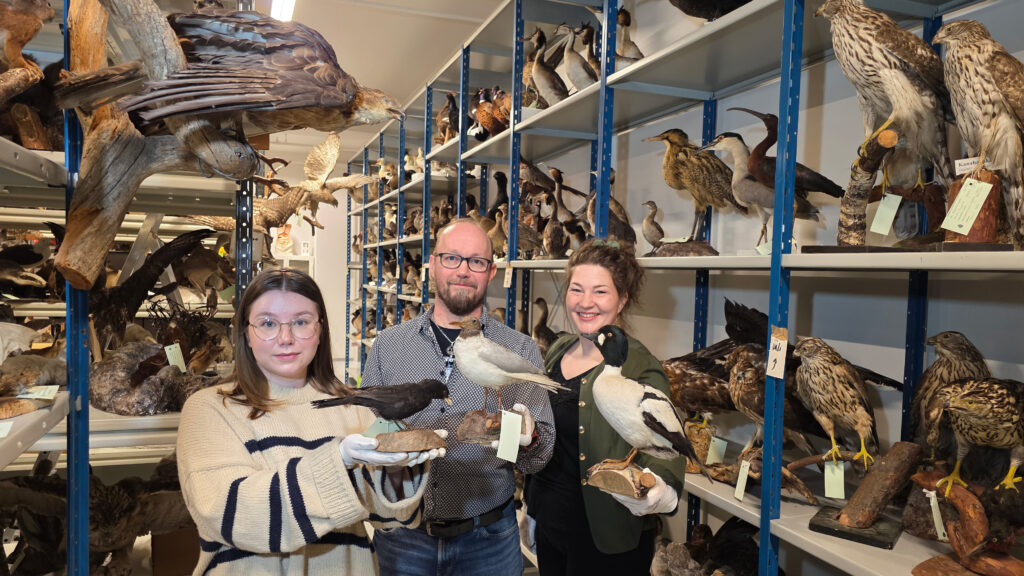 Kolme henkilöä luonnontieteellisen museon kokoelmatilassa, jokaisella kädessä täytetty lintu.