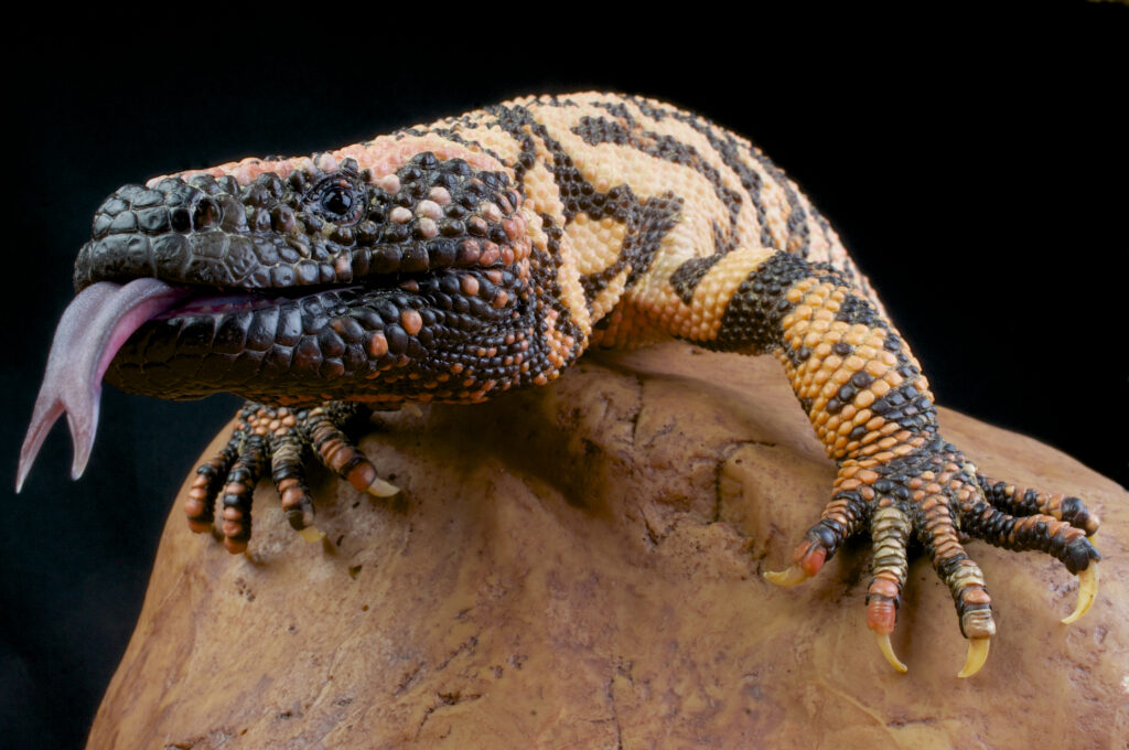 Helodema suspectum lizard.
