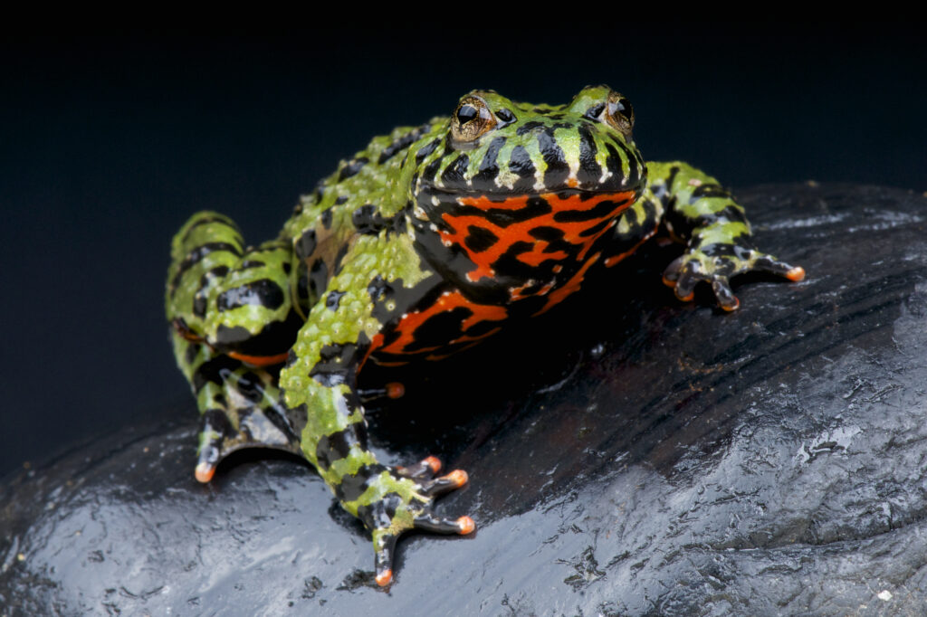 Bombina orientalis frog.