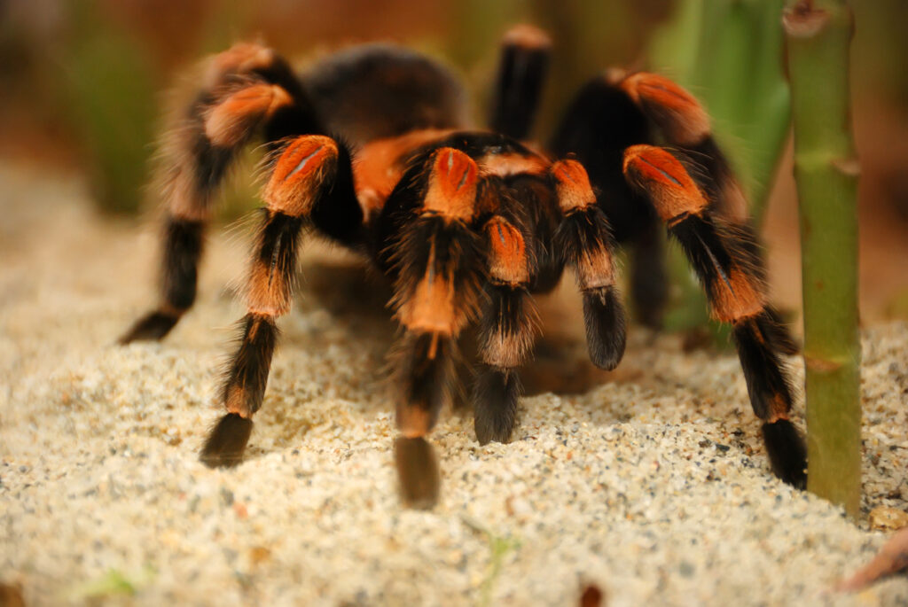 Brachypelma smithi spider.